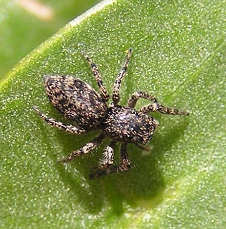 Salticidae del Tenerife